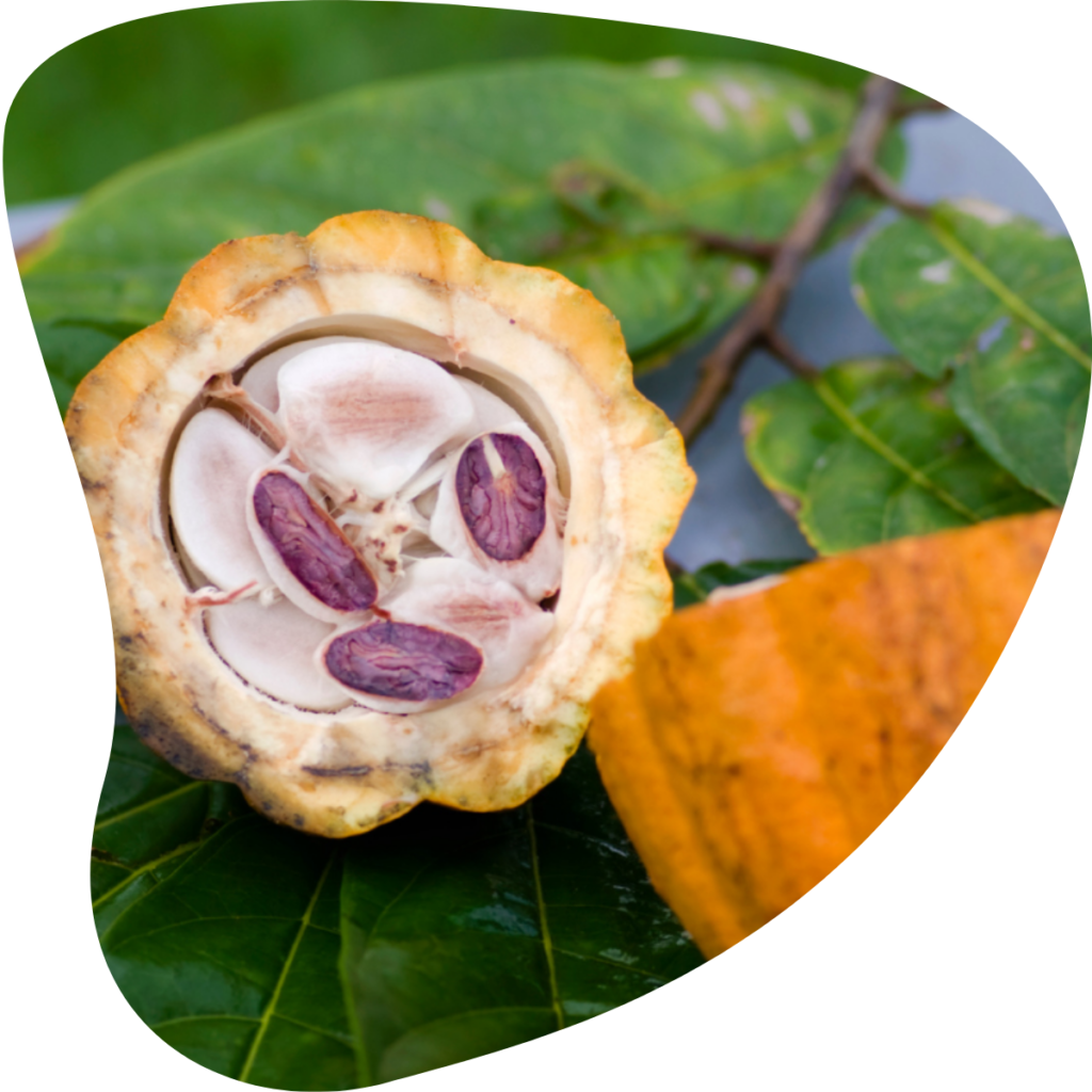 Cacao-bonen-vers-van-de-cacaoboom