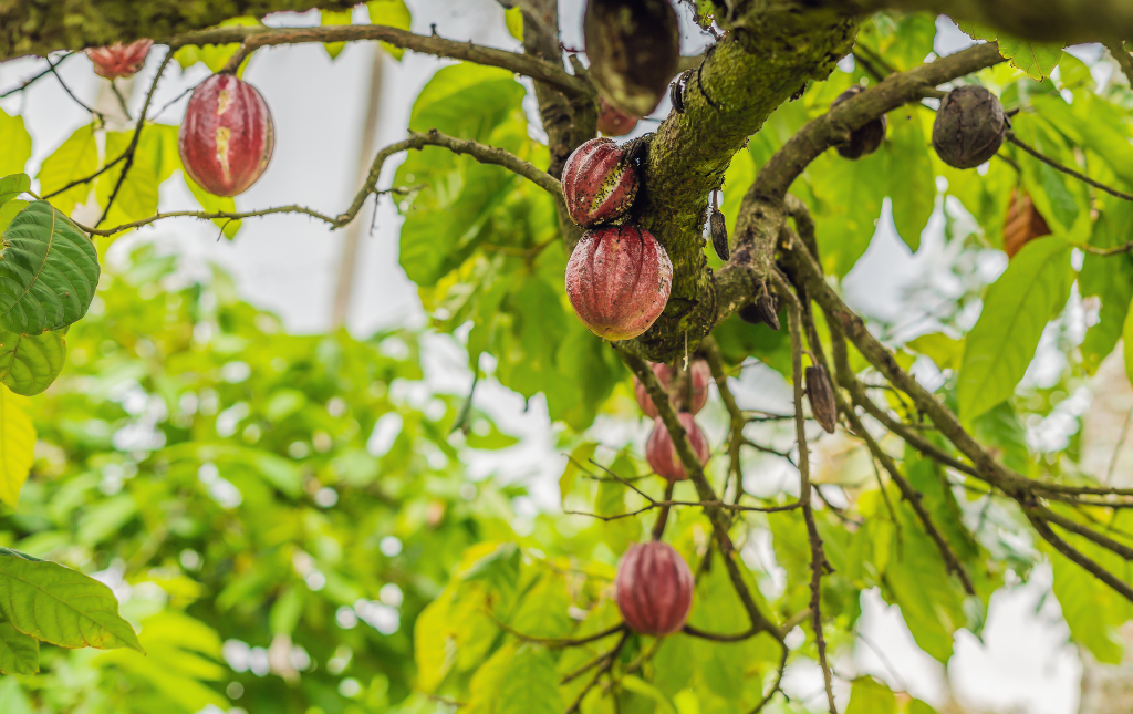 Cacao-boom-in-bloei-melaya-cacao