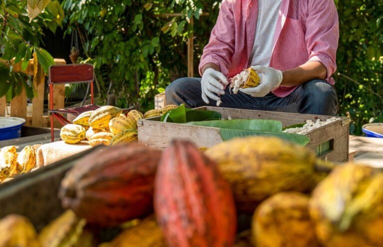 Cacao-boer-die-cacao-open-maakt